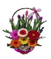 Canasta con 10 Tulipanes y Gerberas